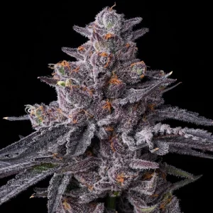 Zillions - Barney´s Farm
