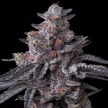 Zillions - Barney´s Farm
