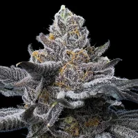 LFG by Barney´s Farm