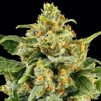 Skunk #1 - Barney´s Farm