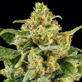 Skunk #1 by Barney´s Farm