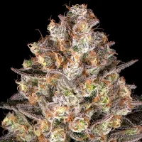 Hindu Kush by Barney´s Farm