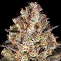 Hindu Kush by Barney´s Farm