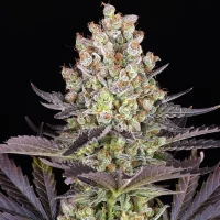 Papaya Frosting by Barney´s Farm