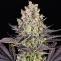 Papaya Frosting - Barney´s Farm