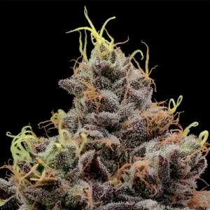 Think Tank - Anesia Seeds