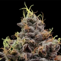 Think Tank - Anesia Seeds