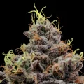 Think Tank - Anesia Seeds