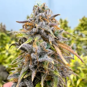 Auto Kingston Punch - Dutch Passion