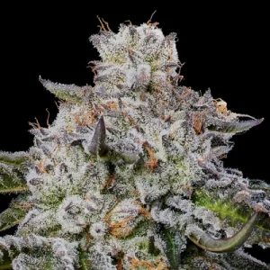 Chaos Cake Auto - Anesia Seeds