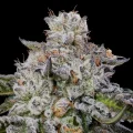 Chaos Cake Auto - Anesia Seeds