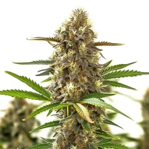 CBD Super Purple Auto by Seeds66