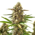 CBD Super Purple Auto by Seeds66
