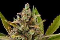 Critical Kush - Dinafem
