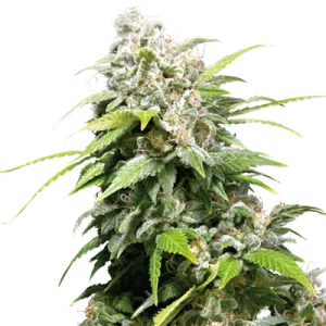California Indica - Seeds66