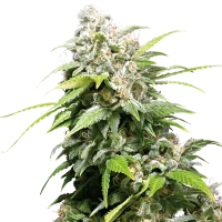 California Indica - Seeds66