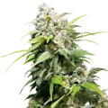 California Indica - Seeds66