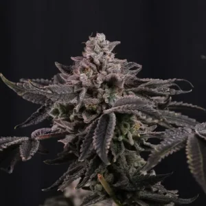 Z42 - Fast Buds