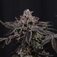 Z42 - Fast Buds
