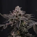 Z42 - Fast Buds