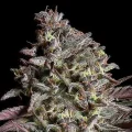 Think Tank Auto - Anesia Seeds