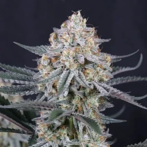 Guava Sundae Auto from Fast Buds