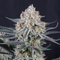 Guava Sundae Auto - Fast Buds