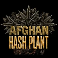 Afghan Hasplant Auto - Barneys Farm