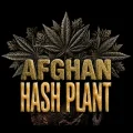 Afghan Hasplant Auto - Barneys Farm