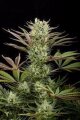 Deep Cheese - Dinafem