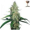G13 Haze - Barney´s Farm