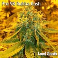Pre 98 Bubba Kush Feminisierte Samen 3 Seeds