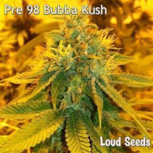 Pre 98 Bubba Kush Feminisierte Samen 10 Seeds
