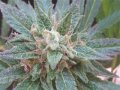 Sour Diesel - Loud Seeds