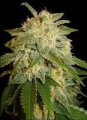 Kushadelic - Soma Seeds