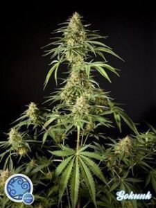 Philo Skunk/ Gokunk - Philosopher Seeds