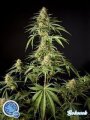 Philo Skunk/ Gokunk - Philosopher Seeds