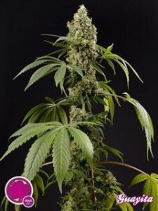 Guava Berry Kush/ Guayita - Philosopher Seeds