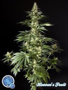 Diesel Tangie / Heavens Fruit - Philosopher Seeds
