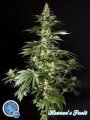 Diesel Tangie / Heavens Fruit - Philosopher Seeds