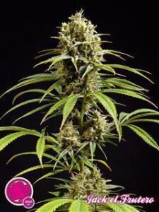 Fruity Jack alias Jack el Frutero - Philosopher Seeds