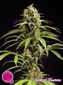 Fruity Jack alias Jack el Frutero - Philosopher Seeds