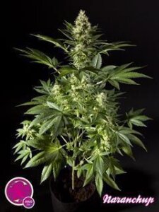 Naranchup (aka Organge Candy) - Philosopher Seeds