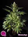 Naranchup (aka Organge Candy) - Philosopher Seeds