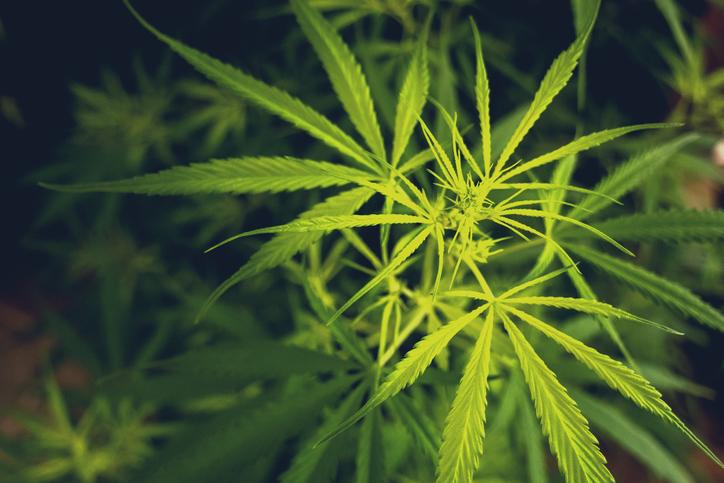 Cannabispflanze