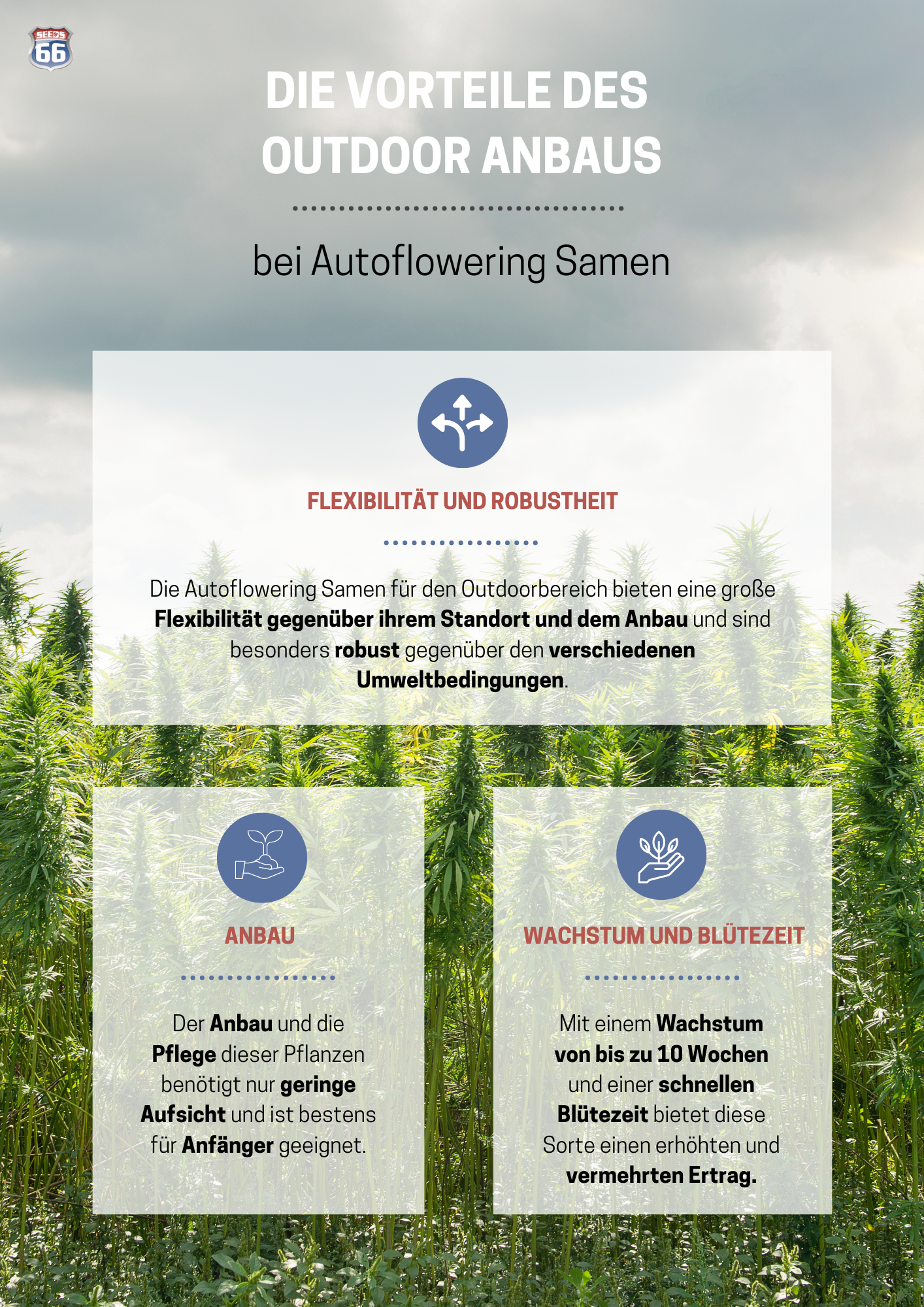 autoflowering_outdoor_samen_vorteile_infografik