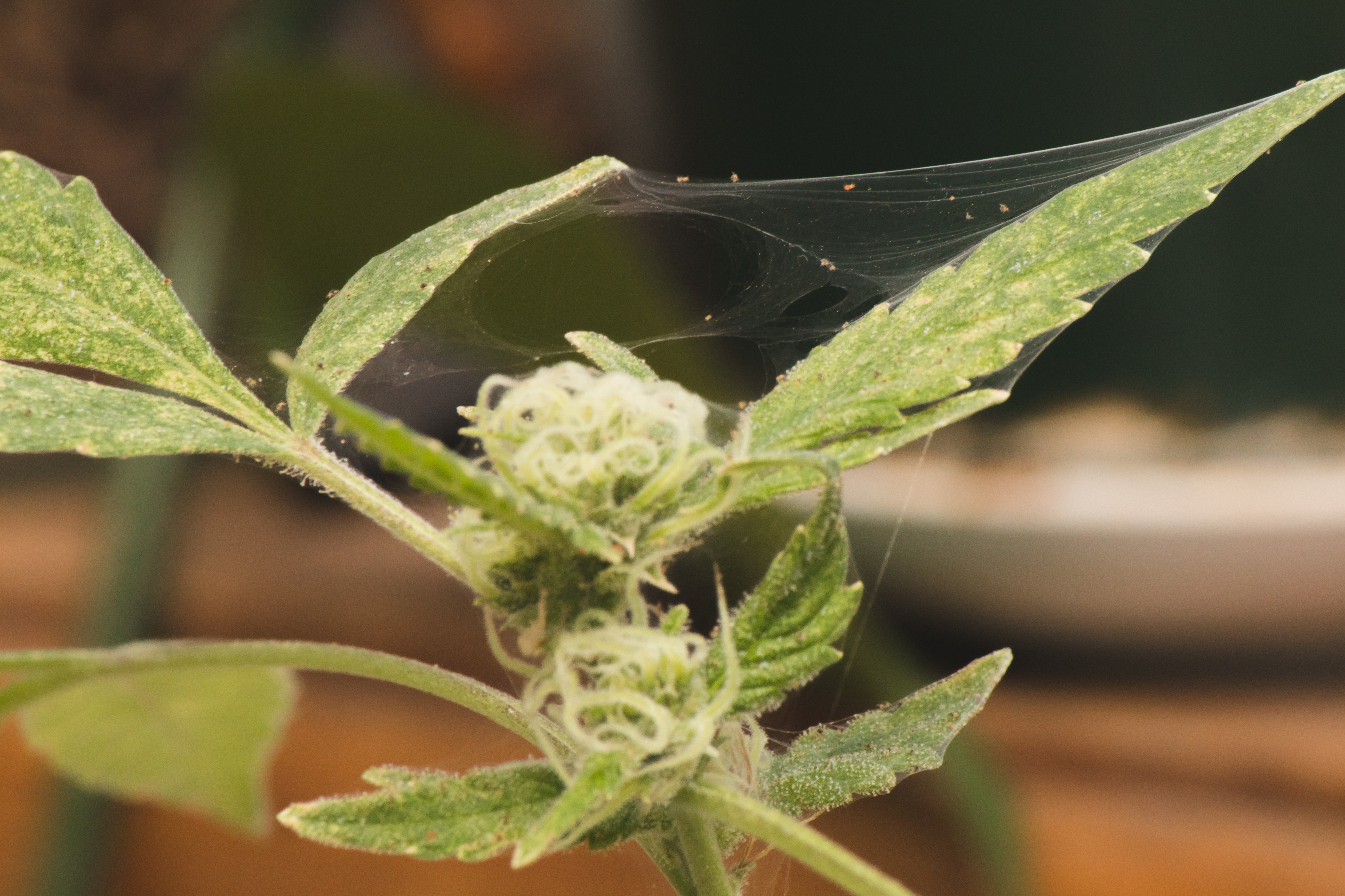 Spinnmilbenbefall an Cannabispflanze mit feinen Gespinsten und punktiertem Blatt