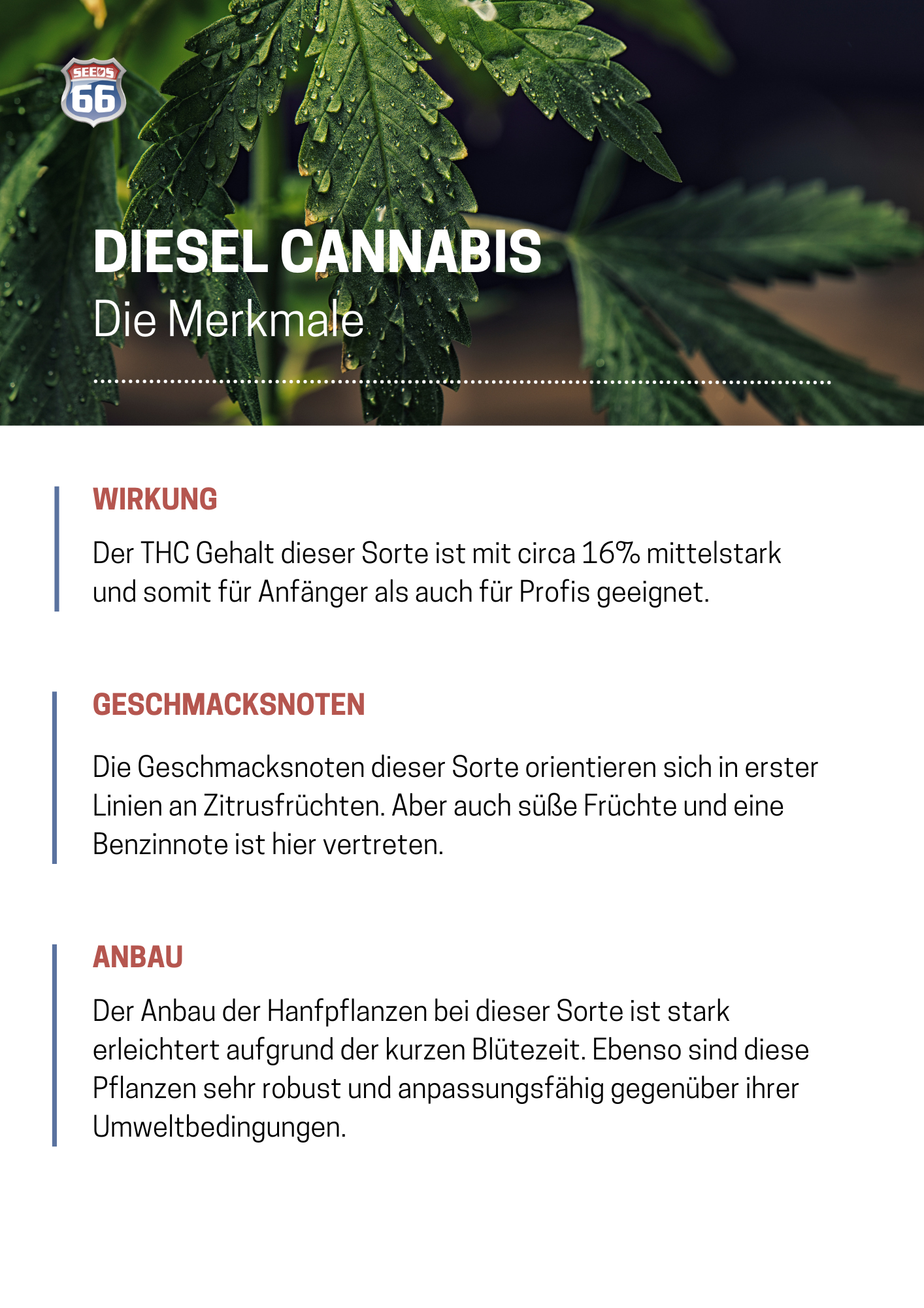 merkmale_von_diesel_cannabis_grafik